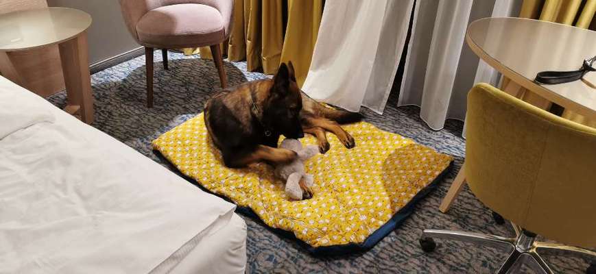 Hundebett-Beitrag-Bild