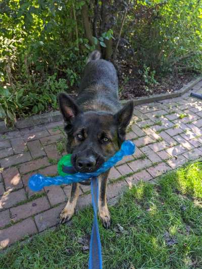 Deutsche Schäferhunde, Belgische Schäferhunde.-Beitrag-Bild