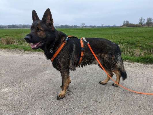 Niggeloh Hundegeschirr Follow-Beitrag-Bild