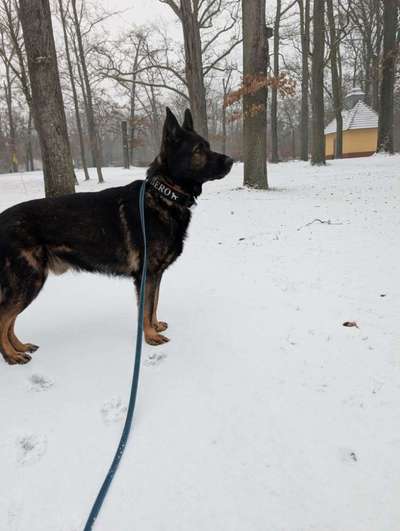 Welches Halsband trägt dein Hund und warum dieses?-Beitrag-Bild