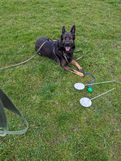 Hundesport?-Beitrag-Bild