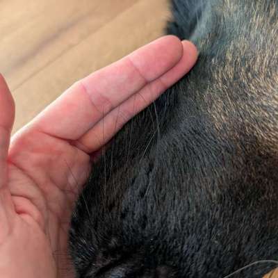 Vibrissen vom Friseur abgeschnitten-Beitrag-Bild