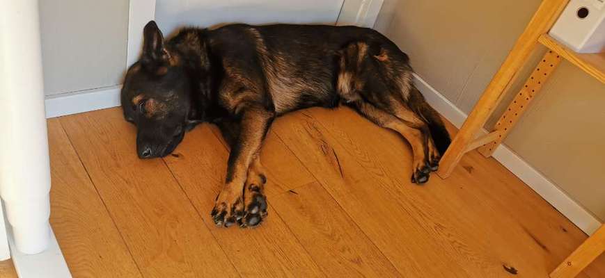 Der Schäferhund–Welpe zieht ein ...-Beitrag-Bild