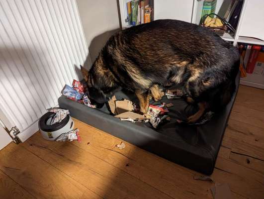 Solide gute Beschäftigungszahl Toys-Beitrag-Bild