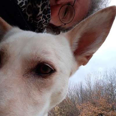Hundetreffen-Treffen für Hunde die nicht mit Hunden können-Profilbild
