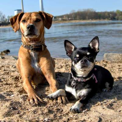 Dogorama Photo Challenge - Gegensätze-Beitrag-Bild