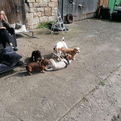 Hundetreffen-Hundespiel Gruppe Umpferstedt-Bild