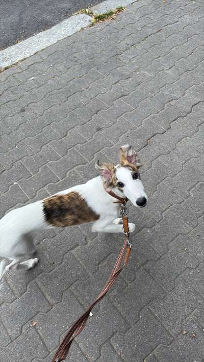 Whippet-Beitrag-Bild