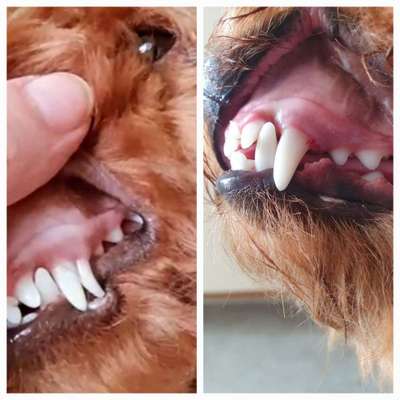 Neue Zähnchen?-Beitrag-Bild