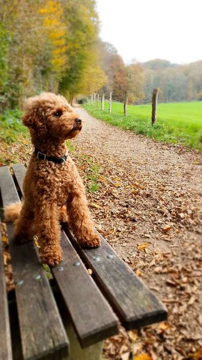 Hundetreffen-Düsseldorfer Hunde Treff-Bild