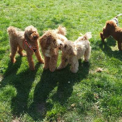 Hundetreffen-Düsseldorfer Kleinhunde-Treffen-Bild