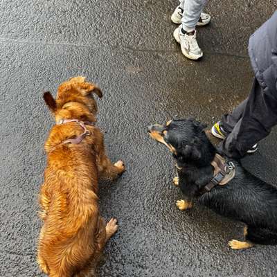 Hundetreffen-Gassie und spielerunde-Bild