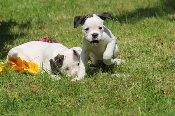 Hundetreffen-Boxer Treffen in Ostrhauderfehn-Bild