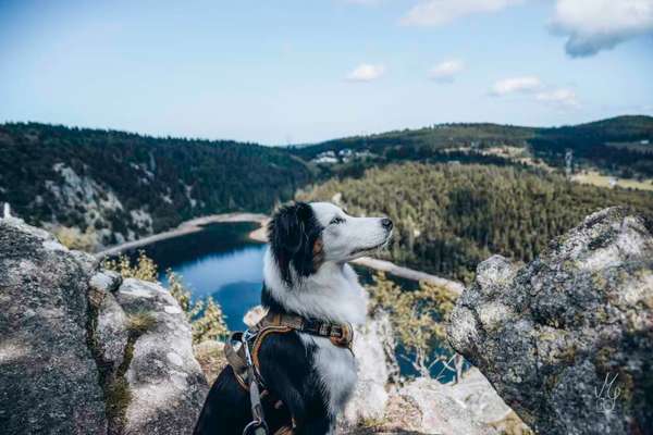 156. Fotochallenge *** DEIN HUND UND DIE WUNDERSCHÖNEN WOLKEN ***-Beitrag-Bild