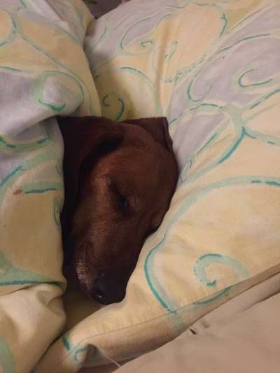 Gemeinsames Kuscheln im Bett!-Beitrag-Bild