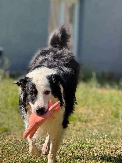 Hundetreffen-Gassi Runde in Klein Raigering-Bild