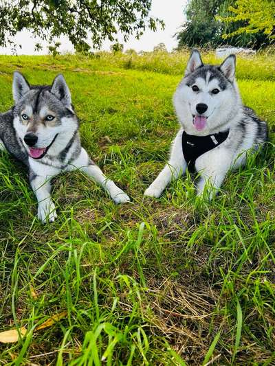 aktuelles Foto Gruppe Schlittenhunde Pforzheim/Enzkreis