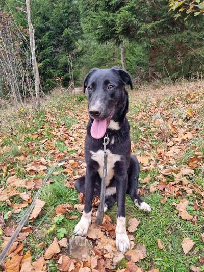 Hundetreffen-Spiel Partner/Partnerin-Bild