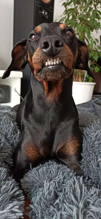 Zeigt her eure Hundenasen-Beitrag-Bild