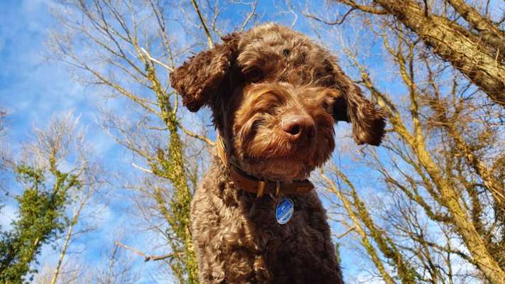 Foto -Challenge  Thema : Dein Hund Im Wald-Beitrag-Bild