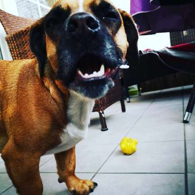 Lieblingsbild von euren Hunden?-Beitrag-Bild