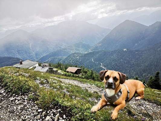 Photomontagen mit Hund-Beitrag-Bild