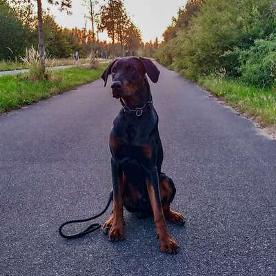 Hundetreffen-Nette Spaziergänge 🐶-Bild