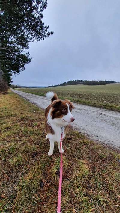 Hundetreffen-Aussi Damen-Bild