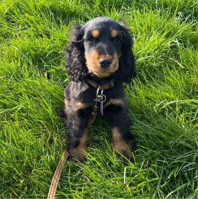 Hundetreffen-Welpentreffen in Bad Homburg Kurpark, Hardtwald oder auf den Feldern am Pilgerrain 🐶☺️-Bild