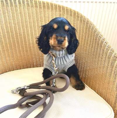 Hundetreffen-Welpentreffen in Bad Homburg Kurpark, Hardtwald oder auf den Feldern am Pilgerrain 🐶☺️-Bild