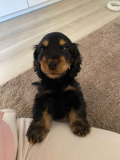 Englisch Cocker Spaniel-Beitrag-Bild