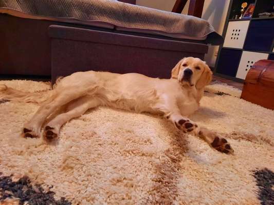 Golden Retriever-Beitrag-Bild