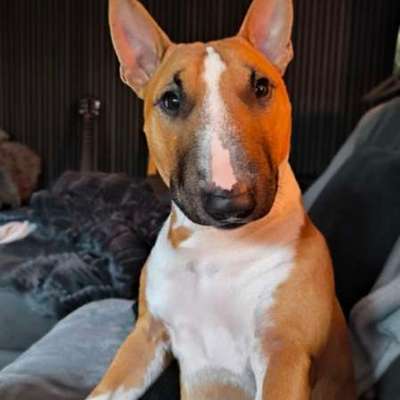 Hundetreffen-Gassirunde-Bild