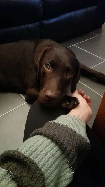 Dogorama Photo Challenge - Hundeblick zum hinschmelzen-Beitrag-Bild