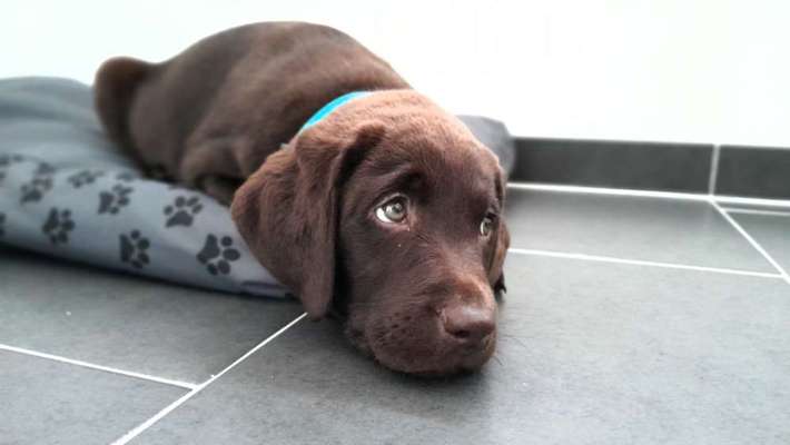 Welpen Bilder !-Beitrag-Bild