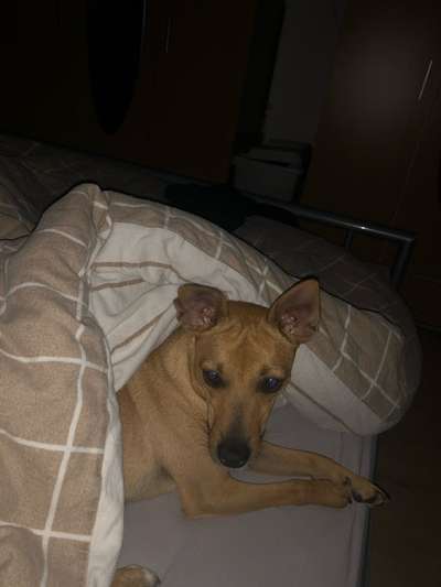 Darf der Hund bei Euch im Bett schlafen?-Beitrag-Bild