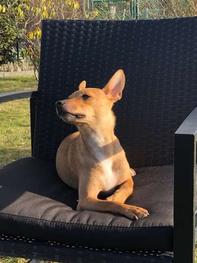 Hunde vom Tierschutzverein 🐕♥️-Beitrag-Bild