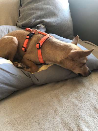 Podencomischling oder Podenco-Beitrag-Bild