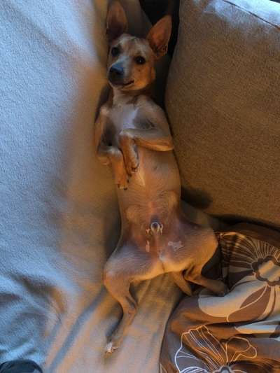 Die Dogorama Wochen Challenge-Beitrag-Bild