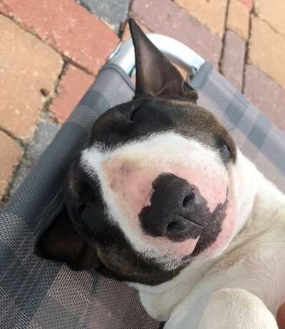 Die Dogorama Wochen Challenge-Beitrag-Bild