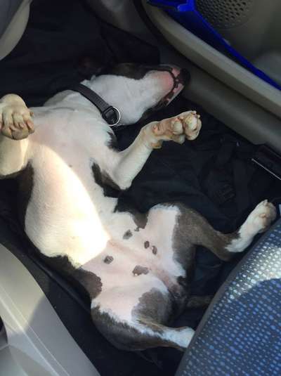 Die Dogorama Wochen Challenge-Beitrag-Bild