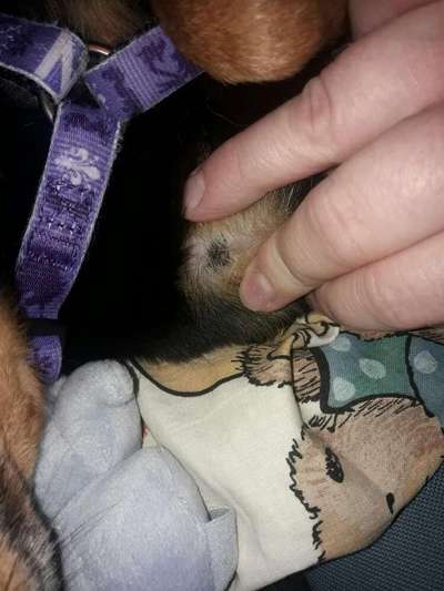 Hautkrebs oder Muttermal?-Beitrag-Bild