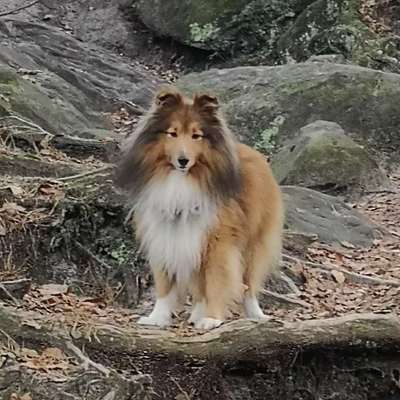 Hundetreffen-Suche neue Hundefreunde-Profilbild