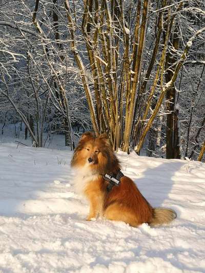 Shelties-Beitrag-Bild