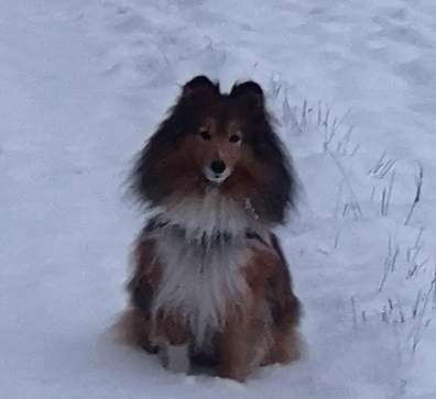 Shelties-Beitrag-Bild