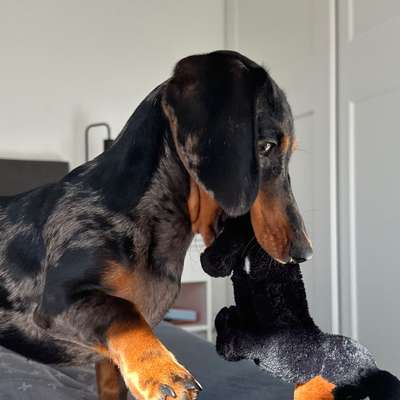 Hundetreffen-Gassi/Spiel Buddies-Bild