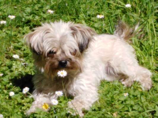 Die Dogorama Monats Challenge "Es grünt und blüht"-Beitrag-Bild