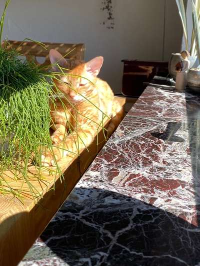 Unsere Fellnasen im Regenbogenland-Beitrag-Bild