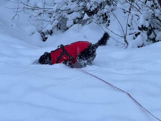 Der erste Schnee, zeigt uns eure tollen Schneemomente-Beitrag-Bild