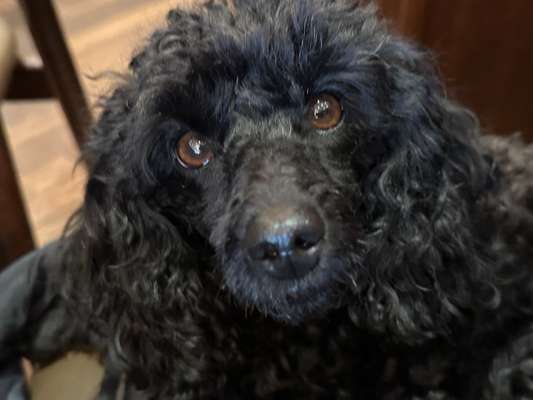 Die Augen Deines Hundes-Beitrag-Bild